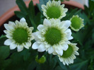 Chrysanth Picomini White (2011, Aug.14)