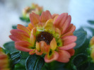 Chrysanth Picomini Orange (2011, Aug.14)