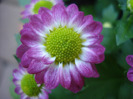 Chrysanth Picomini Purple (2011, Aug.14)