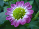 Chrysanth Picomini Purple (2011, Aug.14)