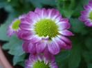 Chrysanth Picomini Purple (2011, Aug.14)