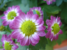 Chrysanth Picomini Purple (2011, Aug.14)