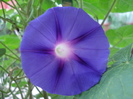 Morning Glory_Ipomoea (2009, Sep.12)