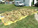 13 aug 2011 007