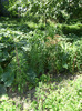 13 aug 2011 013