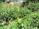 13 aug 2011 022
