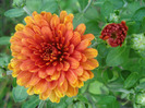 Orange Chrysanthemum (2011, Aug.14)
