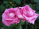 Rose Pink Peace (2011, August 14)