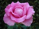 Rose Pink Peace (2011, August 14)