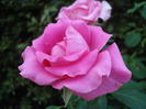 Rose Pink Peace (2011, August 14)