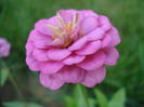 Zinnia elegans (2011, August 14)