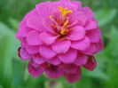 Zinnia elegans (2011, August 14)