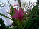 Curcuma