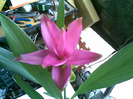Curcuma