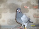 poze august 2011 011