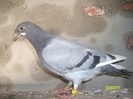 poze august 2011 012