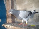 poze august 2011 015