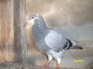 poze august 2011 018