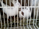 DSC01518
