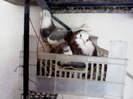 DSC01530