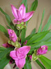 CURCUMA SAU LALEAUA TAILANDEZA