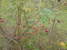 DSC03077