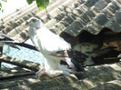 SAM_2248