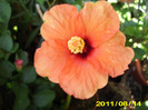 Picture 003