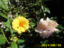 Picture 005