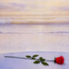 ocean-rose