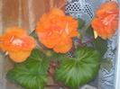 DSCN7336