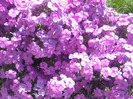 DSCN7251
