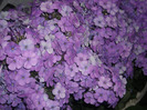 DSCN7305
