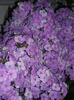 DSCN7306