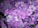 DSCN7307