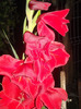 DSCN7316
