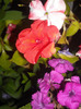 DSCN7332
