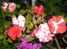 DSCN7301