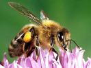 albina-floare