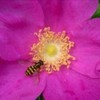 wallpaper_flori_roz_floare-si-albina-150x150