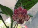 Kohleria Maja Gräddnos 5
