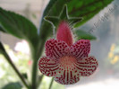 Kohleria Maja Gräddnos 6