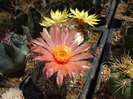 DSCF8694