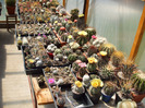 DSCF8704