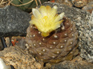 DSCF8720