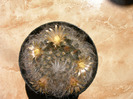 Mammilaria