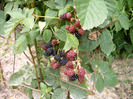 IMAG0041