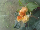 prima floare suzyka