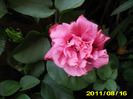 Picture 011