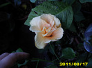 Picture 002